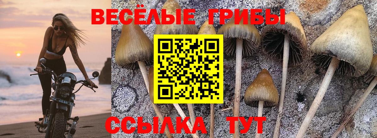 Галлюциногенные грибы Psilocybine cubensis Шатура